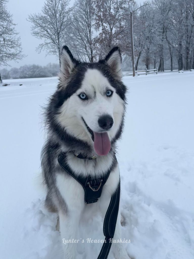 Siberian Husky - The Breed Archive