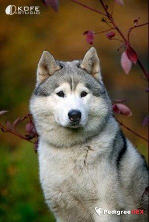 Siberian Husky - The Breed Archive