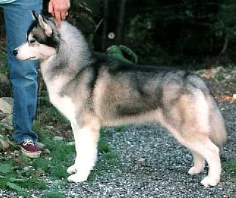 Siberian Husky - The Breed Archive