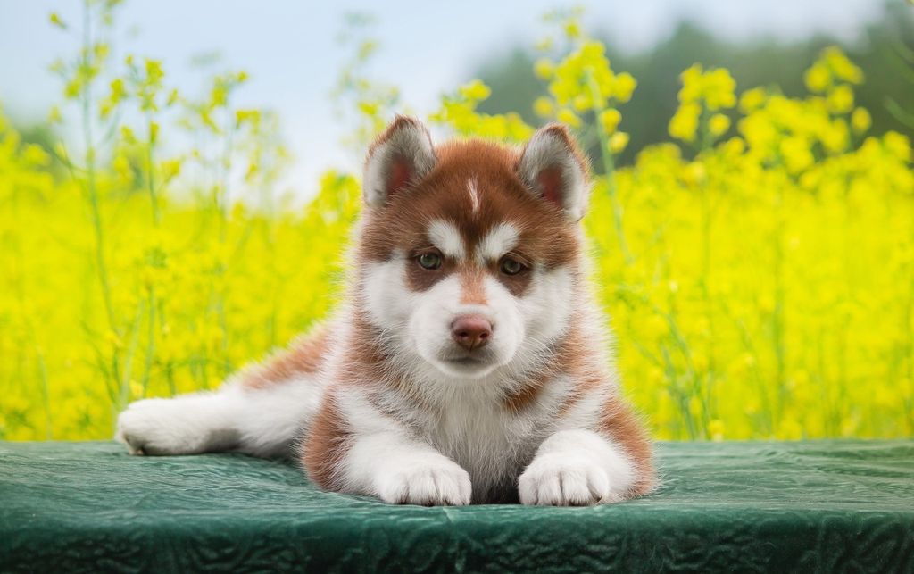 Siberian Husky - The Breed Archive