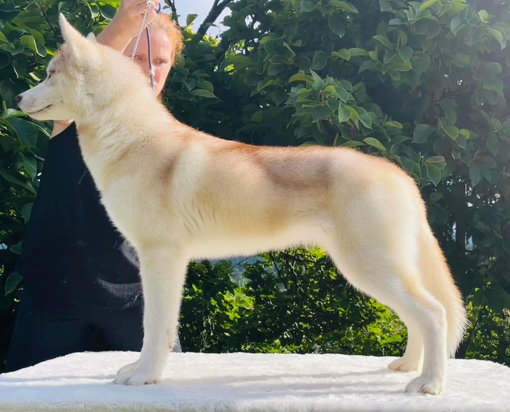 Siberian Husky - The Breed Archive