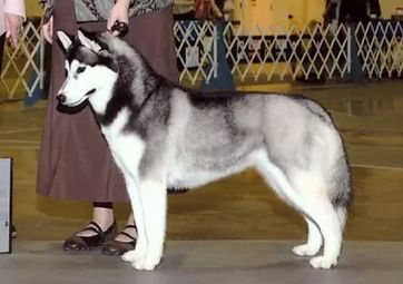 Siberian Husky - The Breed Archive