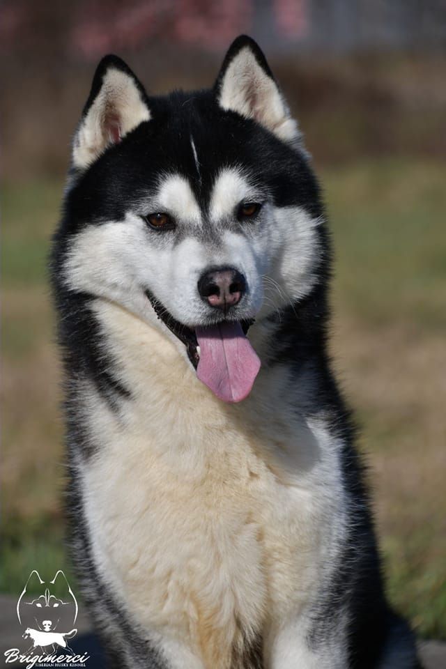 Siberian Husky - The Breed Archive