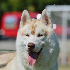 Siberian Husky - The Breed Archive
