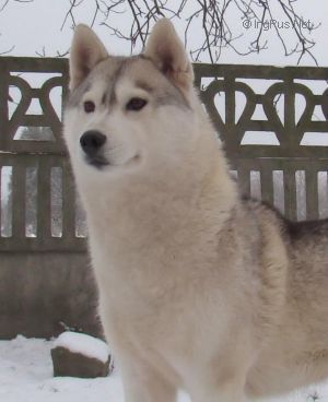 Siberian Husky The Breed Archive