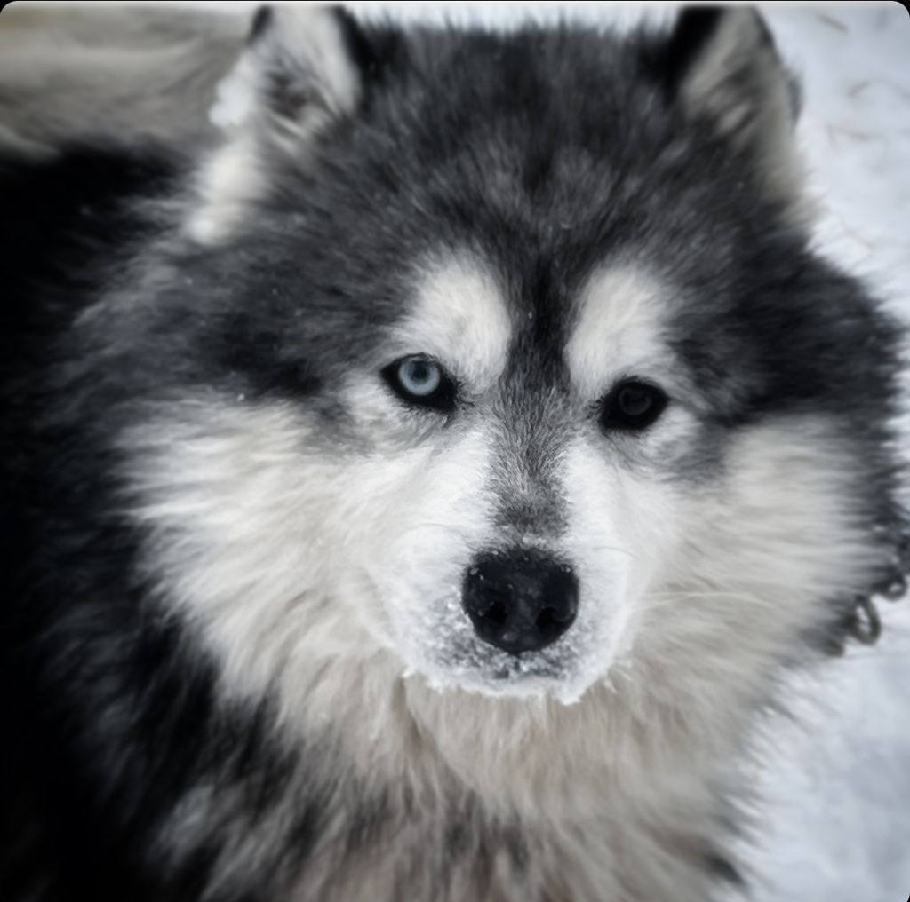 Siberian Husky - The Breed Archive