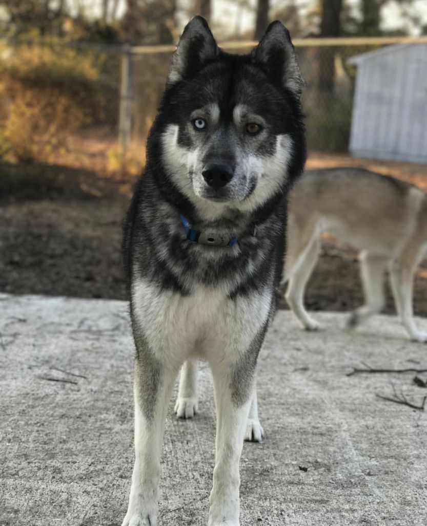 Siberian Husky - The Breed Archive