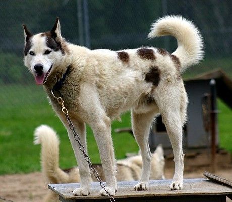 Siberian Husky - The Breed Archive