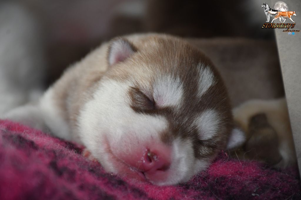 Siberian Husky - The Breed Archive