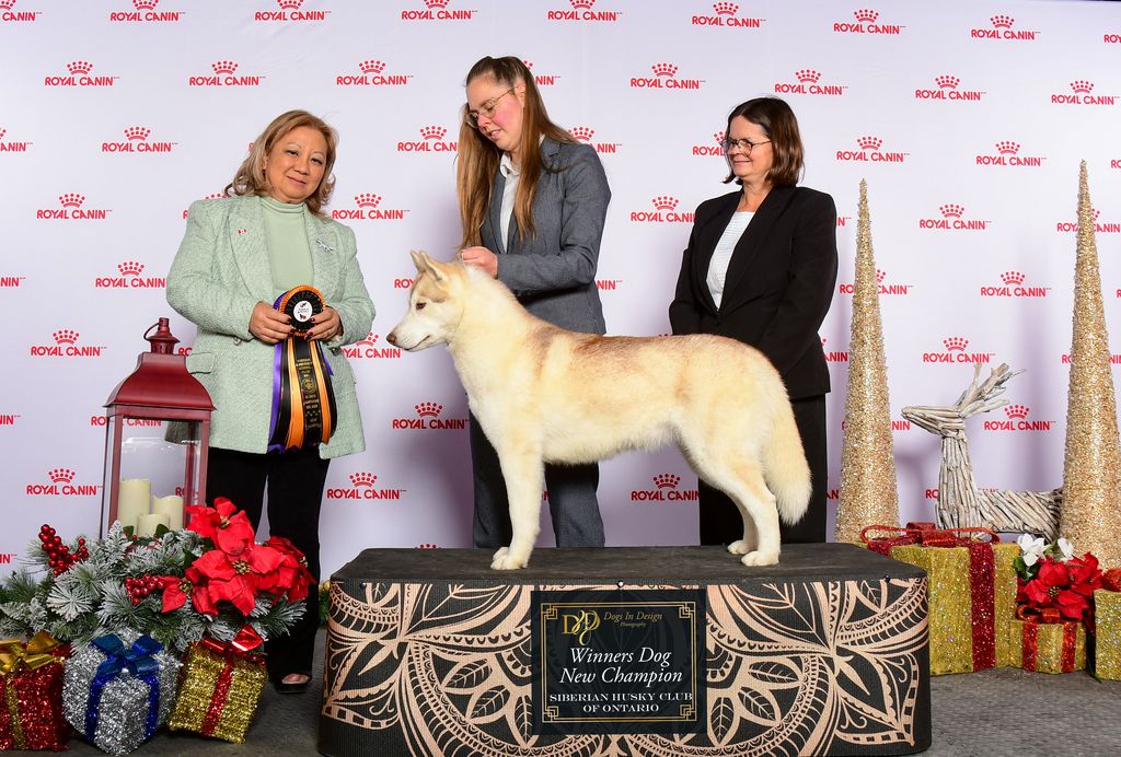 Siberian Husky - The Breed Archive