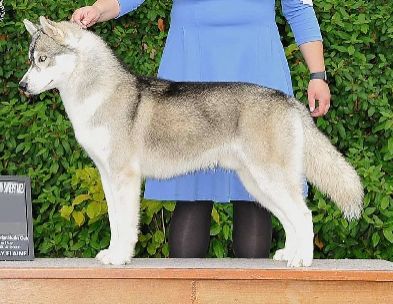 Siberian Husky - The Breed Archive
