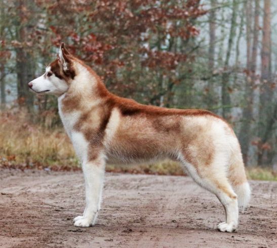 Siberian Husky - The Breed Archive