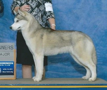 Siberian Husky - The Breed Archive