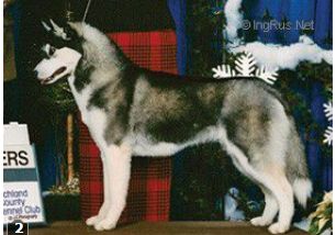 Siberian Husky - The Breed Archive