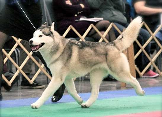 Siberian Husky - The Breed Archive