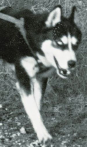 Siberian Husky - The Breed Archive