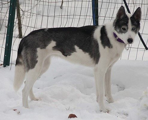 Siberian Husky - The Breed Archive