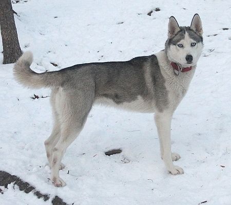 Siberian Husky - The Breed Archive