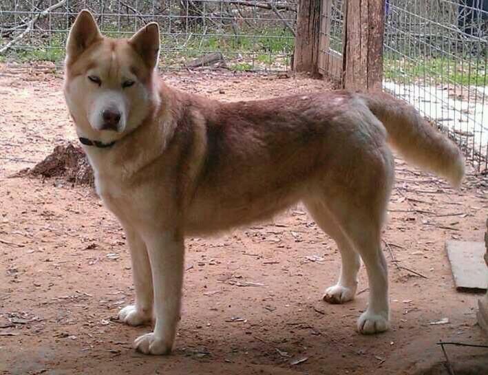 Siberian Husky - The Breed Archive