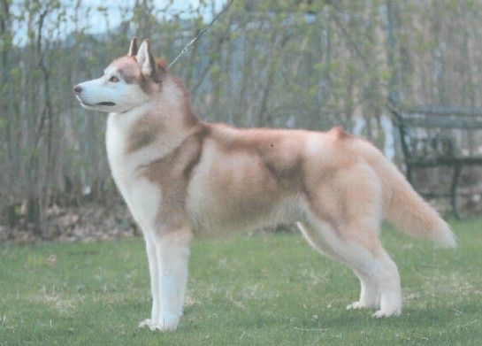Siberian Husky - The Breed Archive