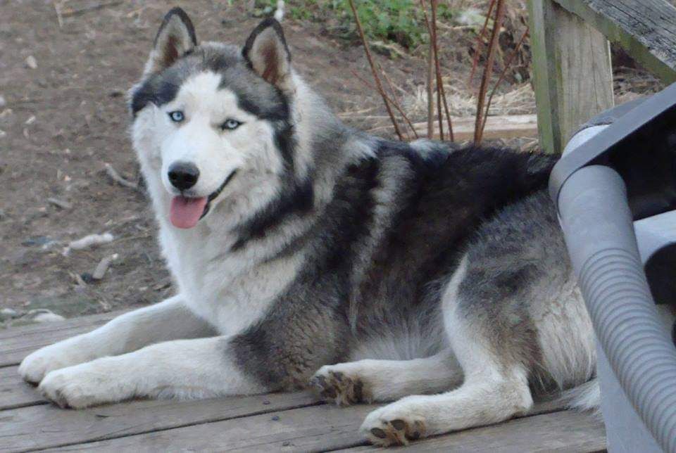 Siberian Husky - The Breed Archive