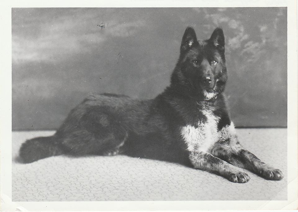 Chenuk Siberian Husky - The Breed Archive